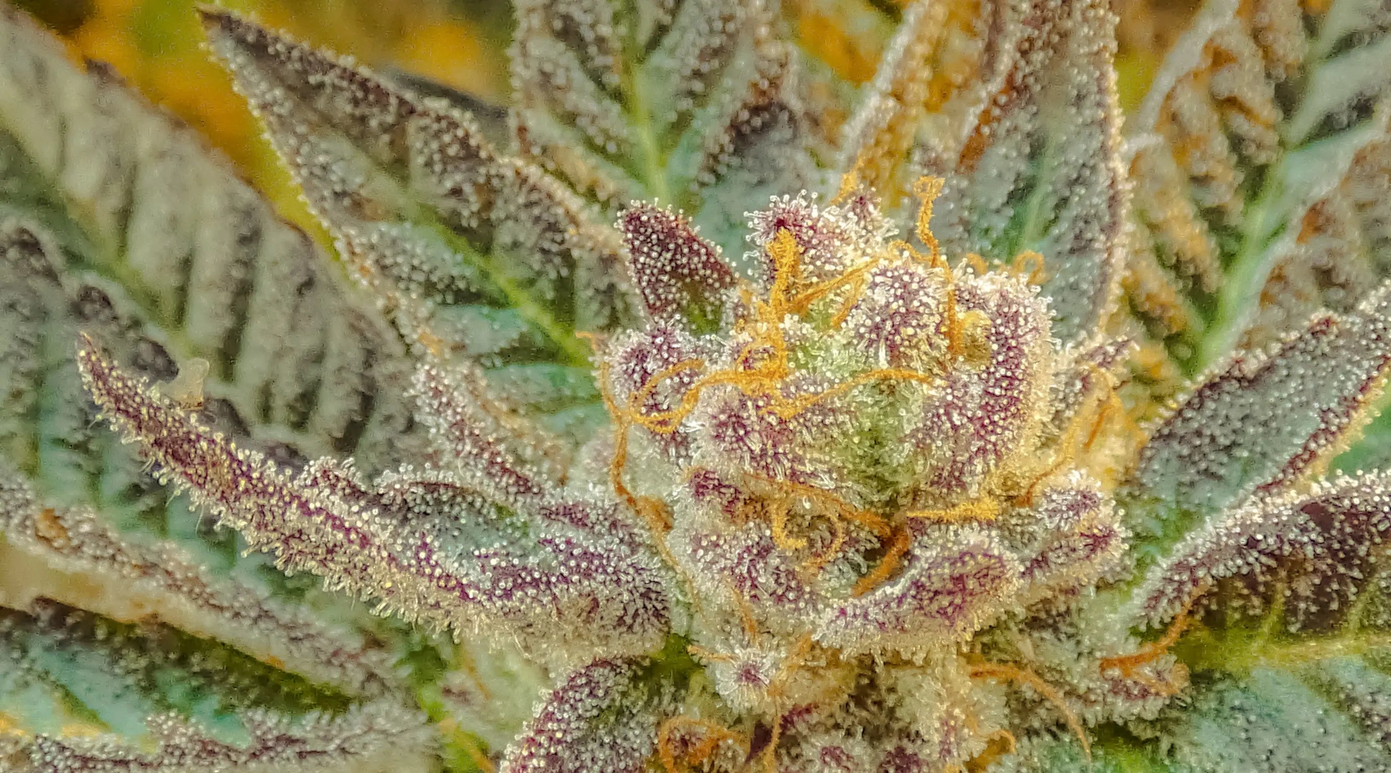 Delta 9 Exotic Cream