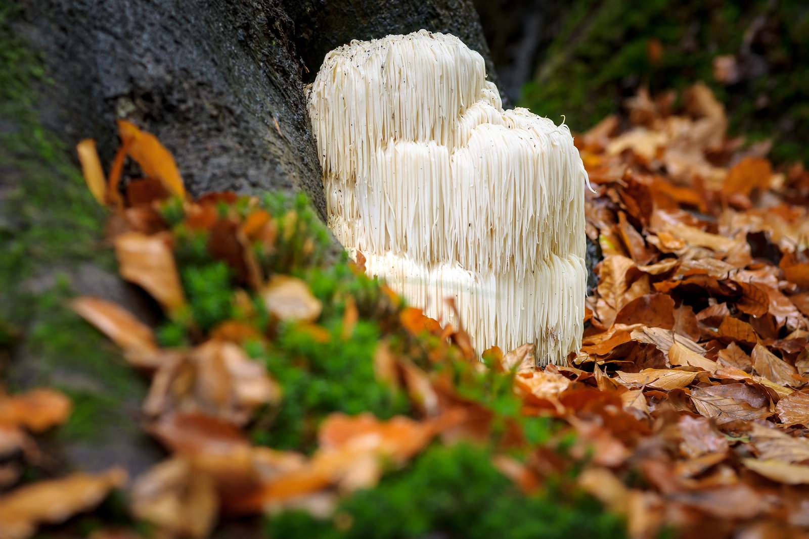 Nootropic Mushrooms