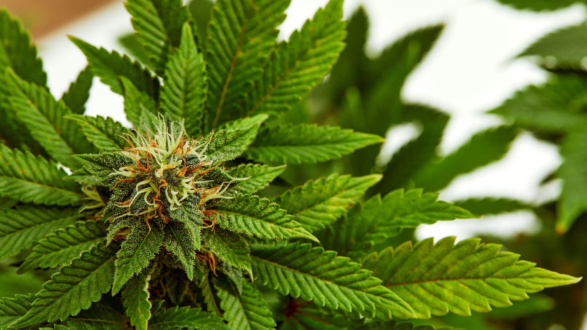 A Historic Push: The Federal Marijuana Bill Gains Momentum