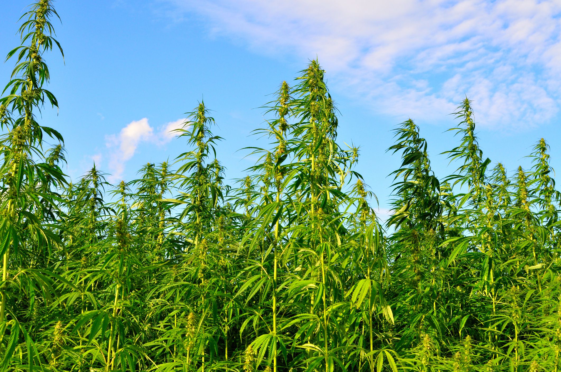 Hemp's High-Stakes Showdown: Study or Shutdown?