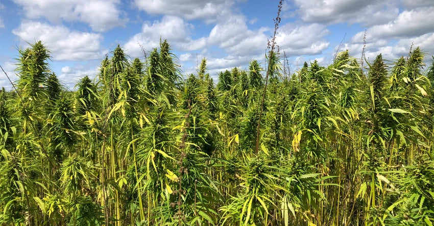 Iowa Hemp Bill