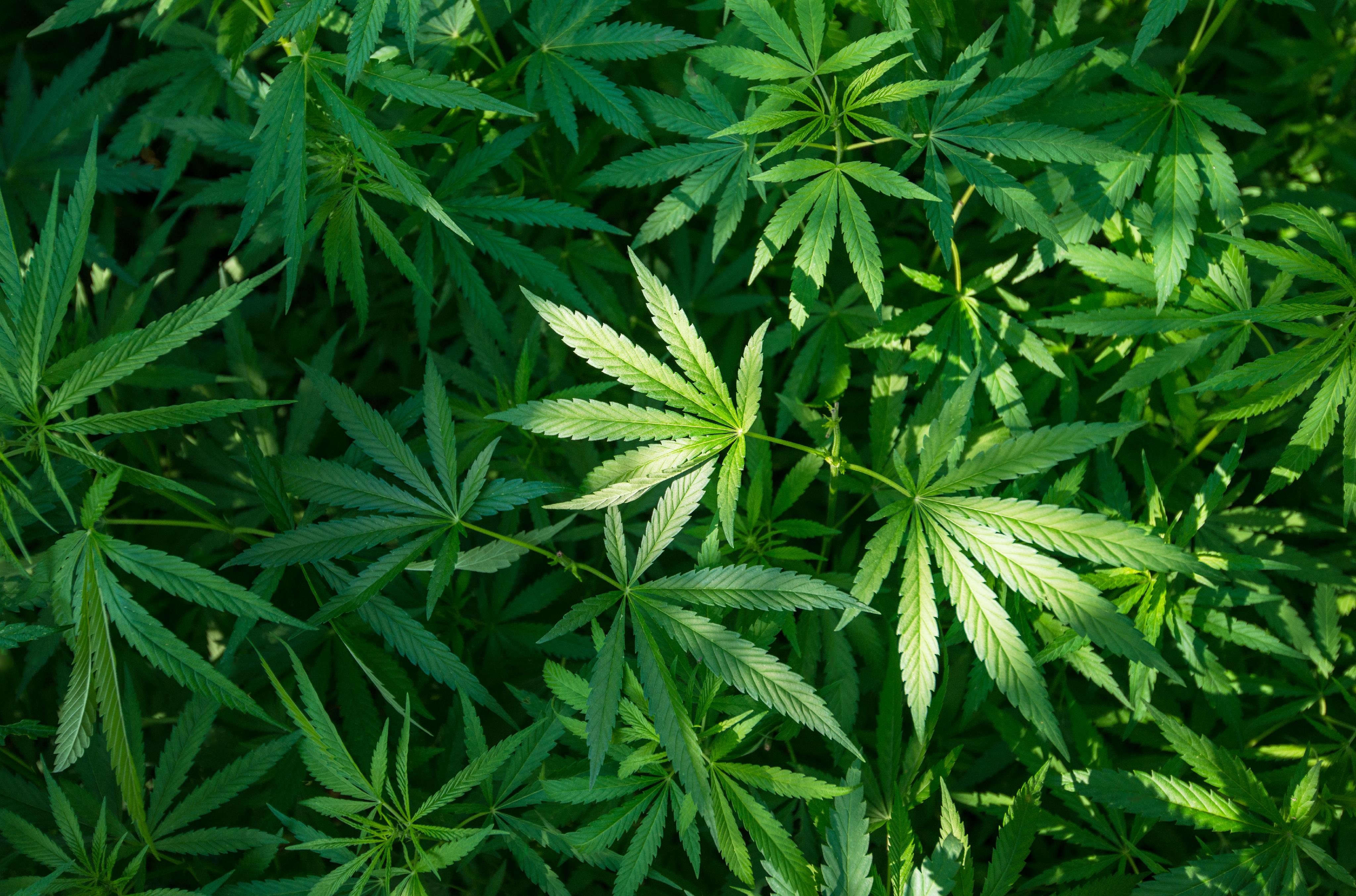Best Herbs to Enhance Your Marijuana Experience: A Potent Blend of Nature's Finest