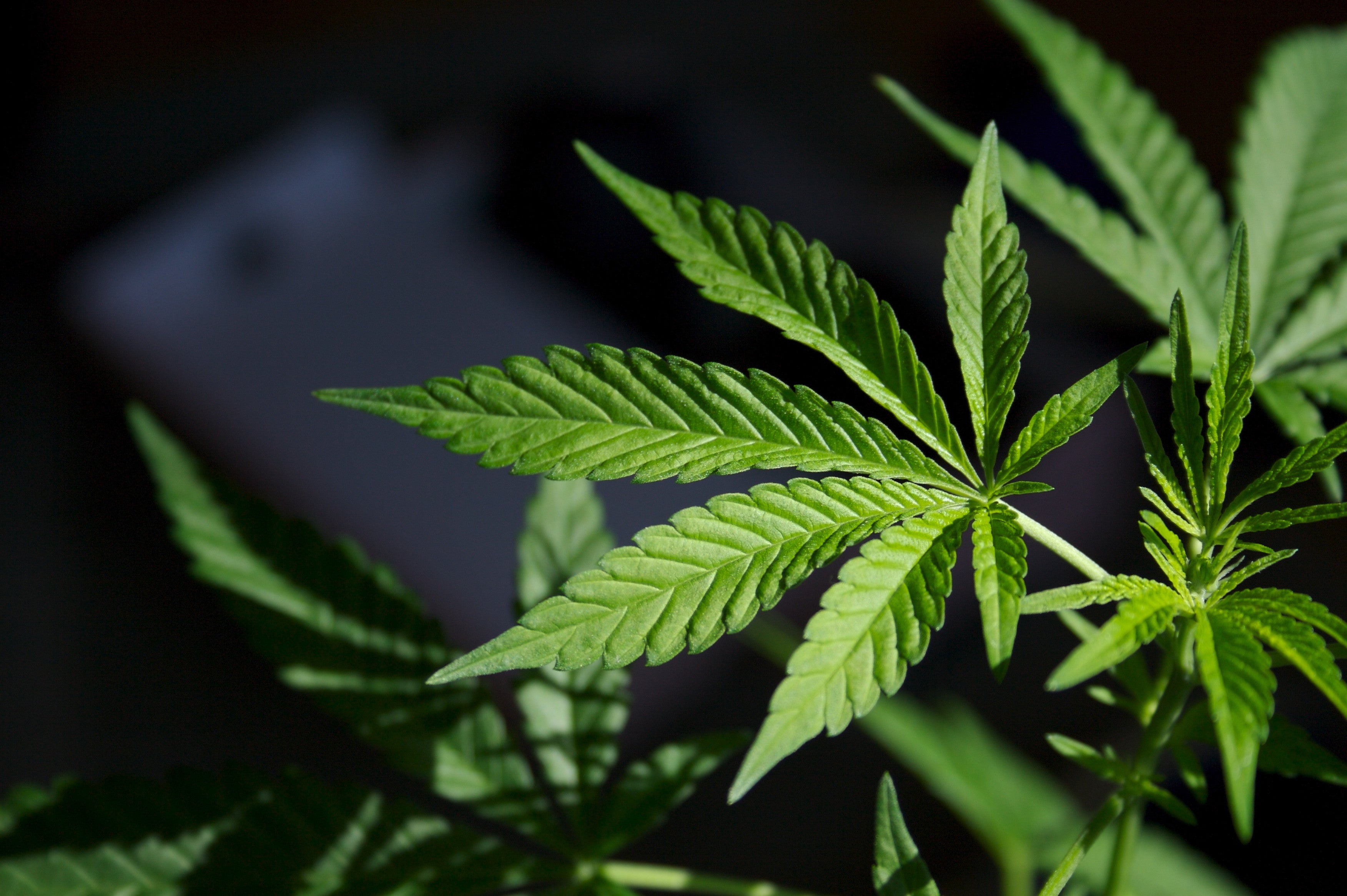 Marijuana Amendments