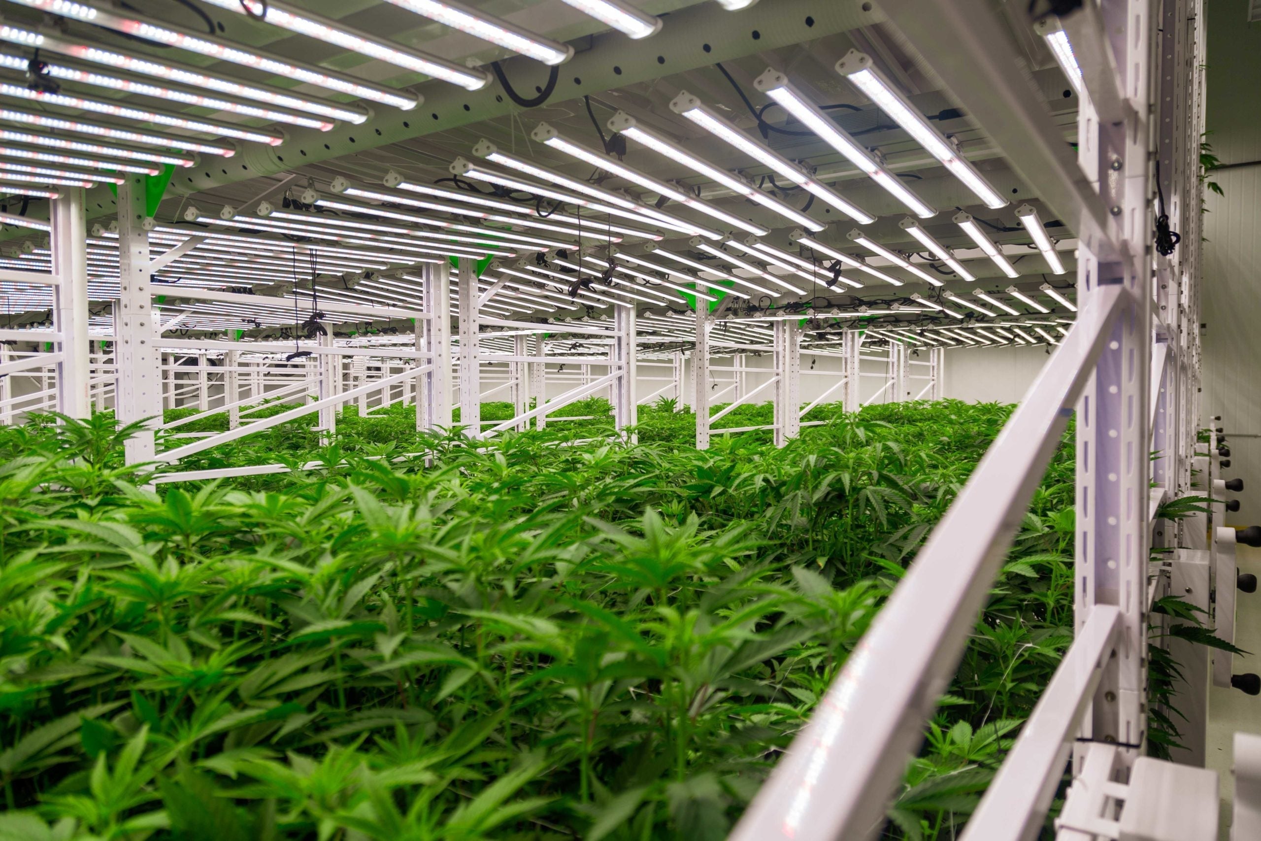 Trump Taps Marijuana Industry ‘Visionary’ As Special Envoy To Iraq