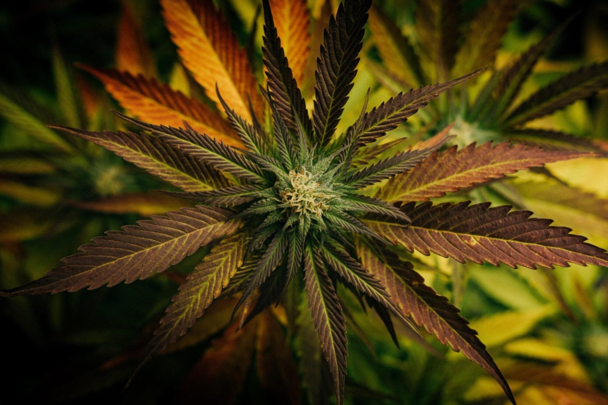 Trump’s Marijuana Policy: A New Chapter in Reform