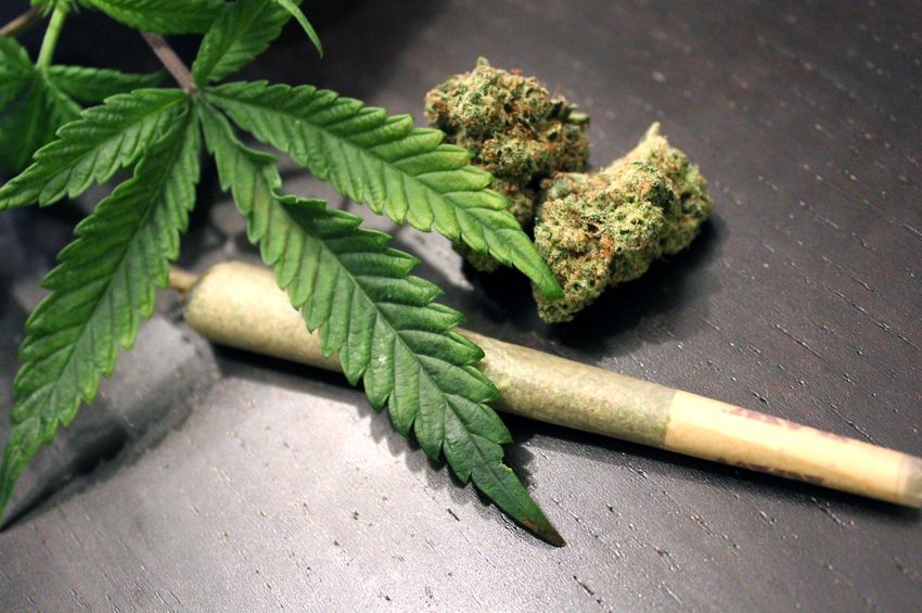 Federal Agency Halts Marijuana Cultivation Contract Amid Trump’s DOGE Cost-Cutting Directive