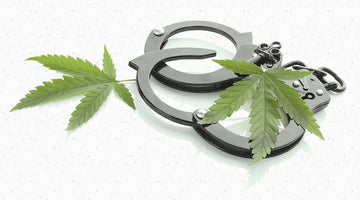 Marijuana Penalties