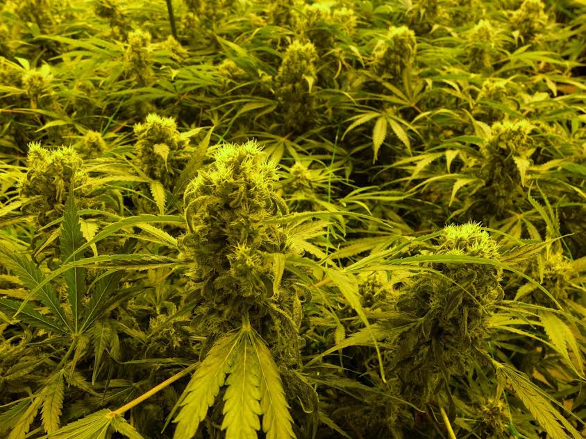 The Clash of Rights: Guns and Ganja in the Supreme Court Arena