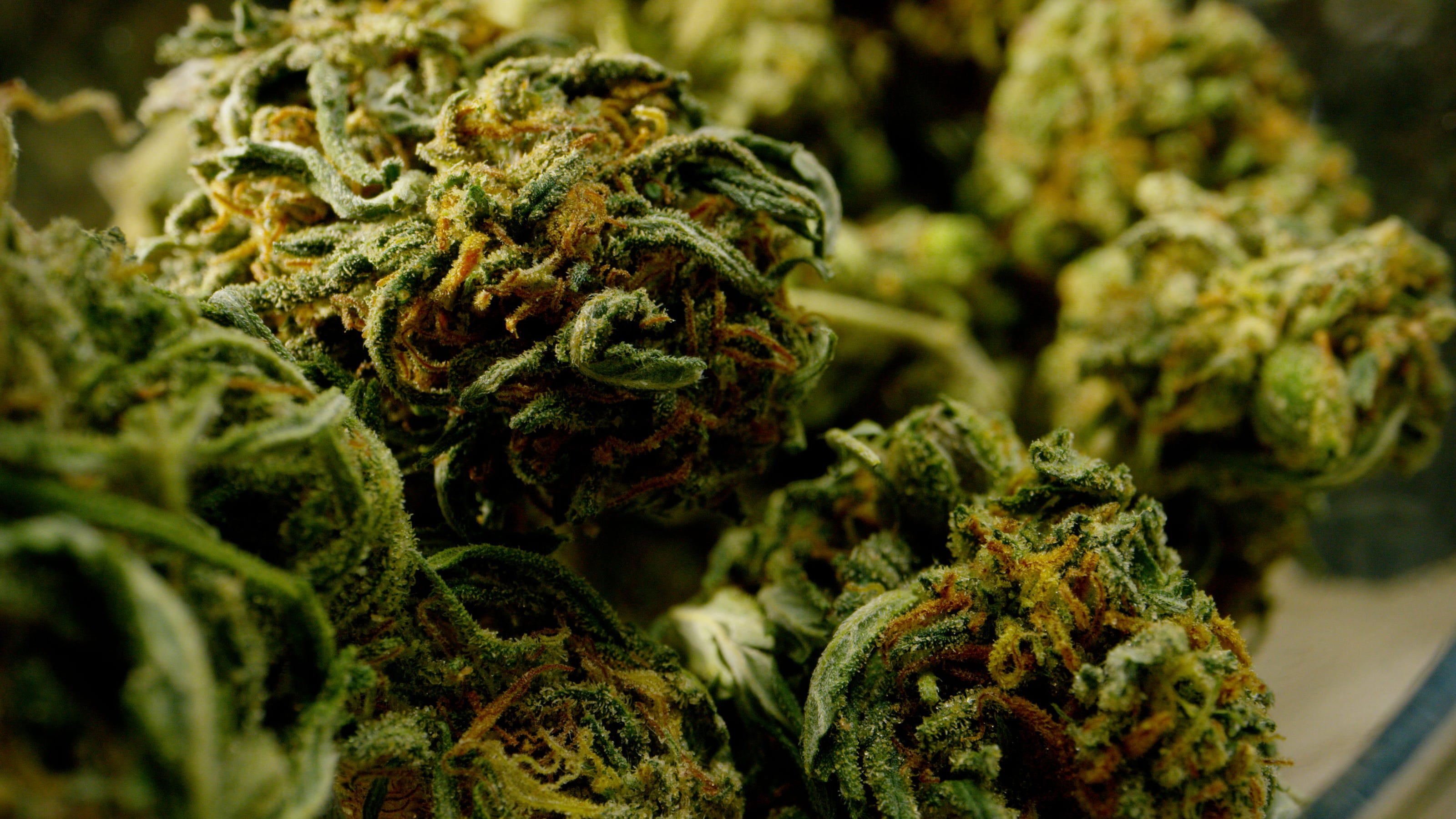 The Winds of Change: Marijuana Rescheduling Rattles the Rigs