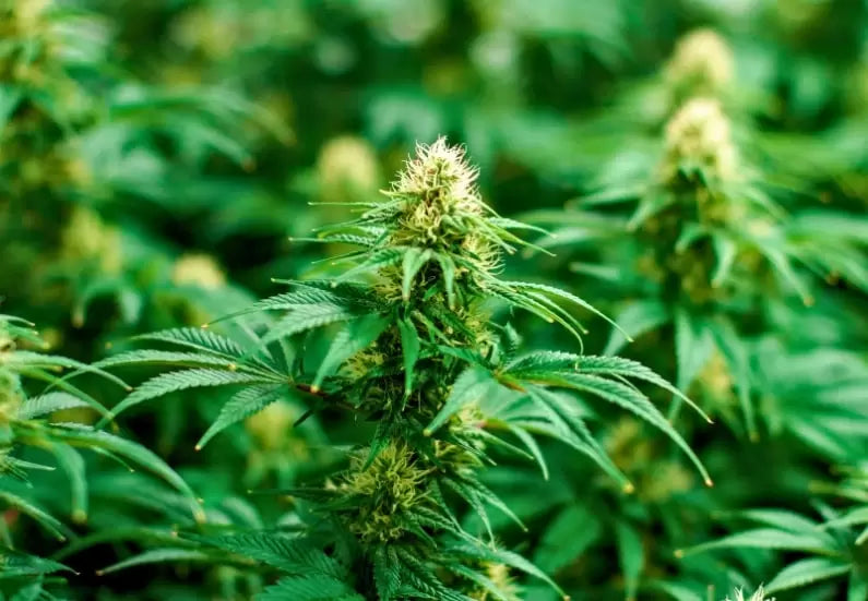 A New High for Vegas: 70% of Americans Back Marijuana Use in Casinos