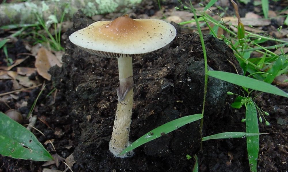 A New Frontier in Healing: New Mexico’s Medical Psilocybin Program Begins Its Journey