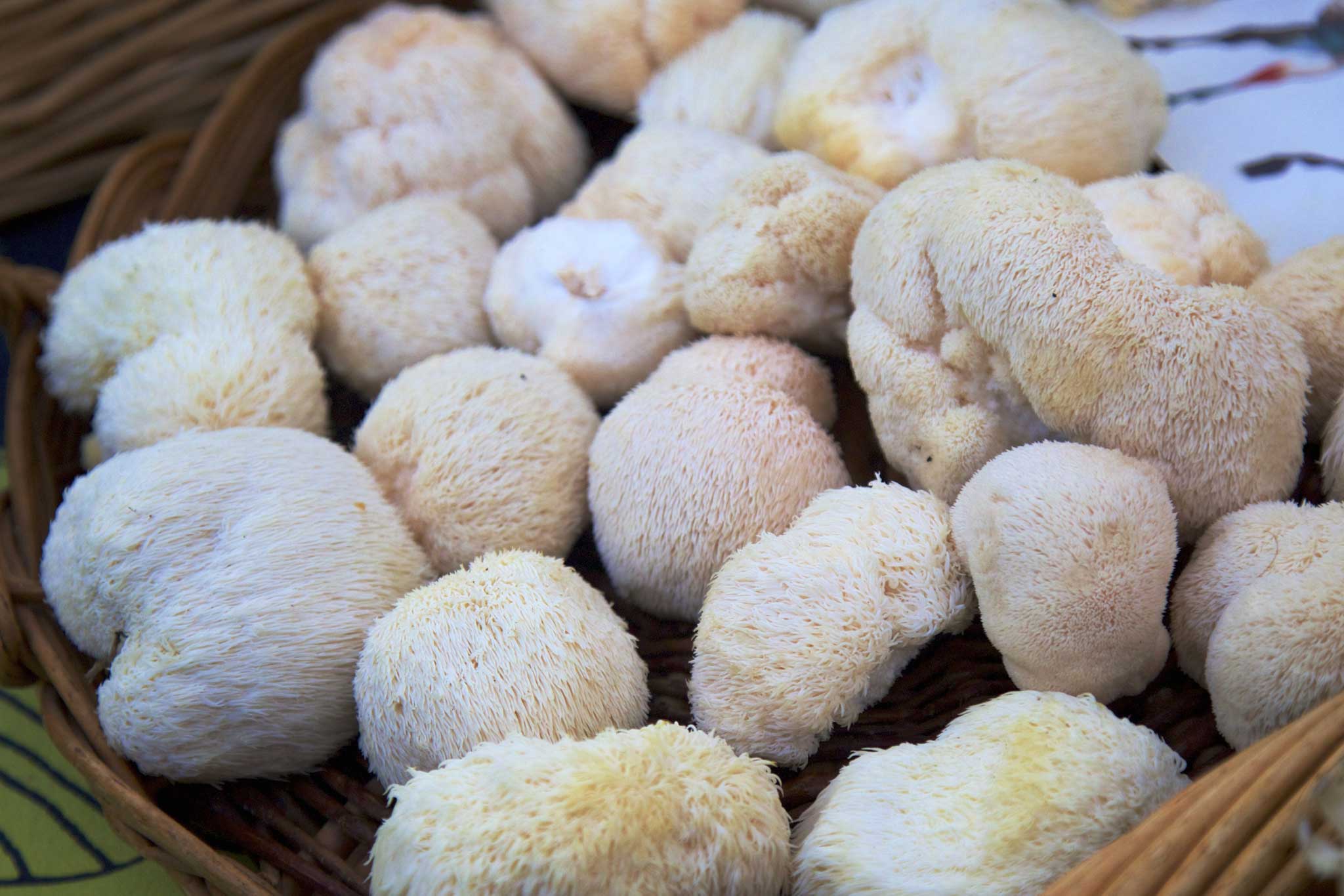 Nootropics Mushroom