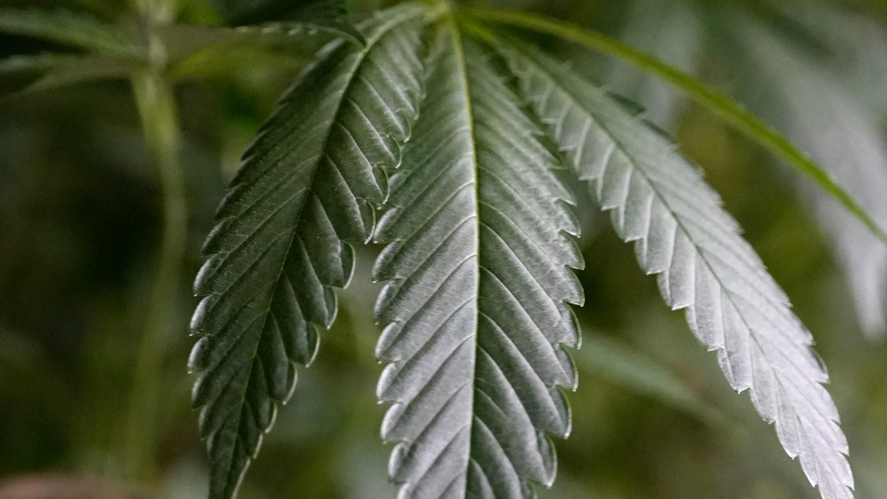 Texas Governor Vetoes Bill to Ban Hemp Products: A Victory for Industry and Advocates