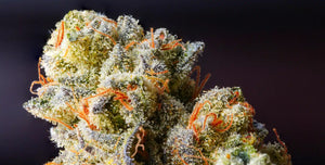 Blossoming Bliss: Your Guide to Finding the Finest THCA Flower Online!