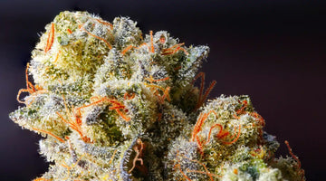 Blossoming Bliss: Your Guide to Finding the Finest THCA Flower Online!