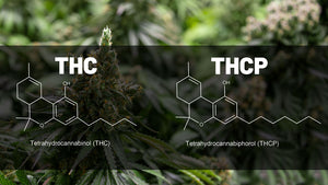 THCP Is 30X Potent Than THC - Learn Its Uses & Benefits