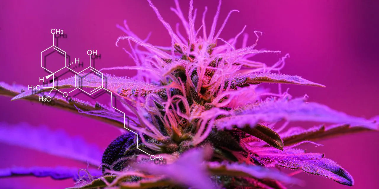 THCP Flower Wholesale