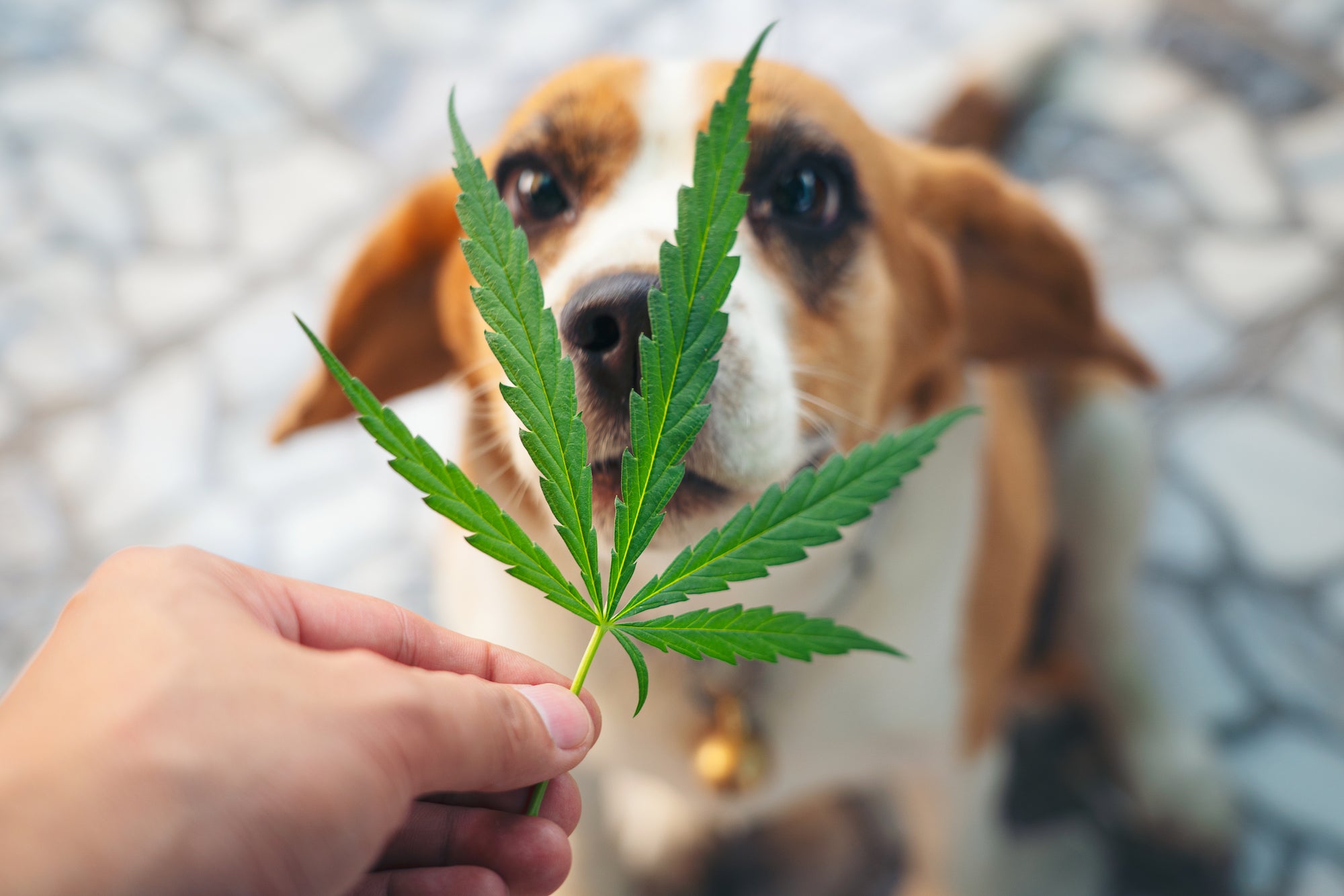 Does THC Affect Pets?