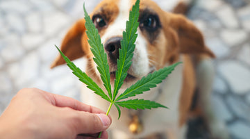 Does THC Affect Pets?