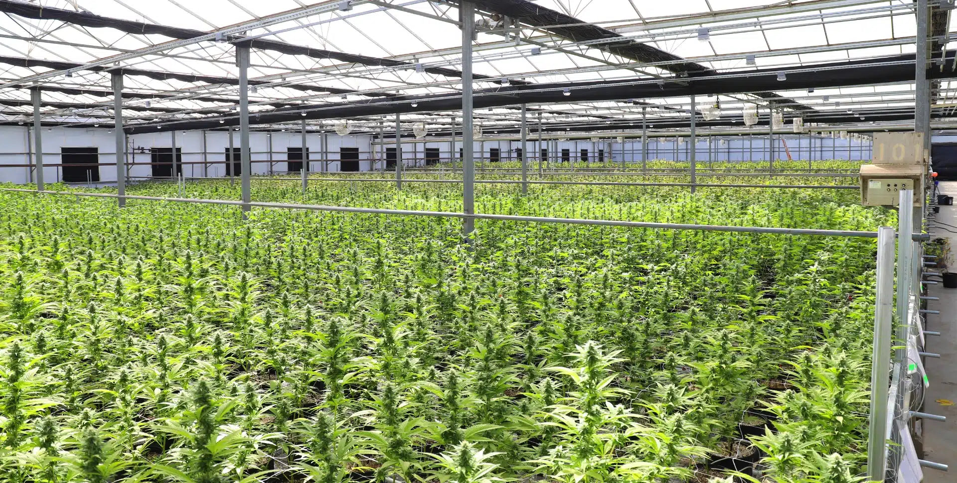 THCA Wholesale Flower: Unearth the Blooming Potential of Cannabinoid-rich Buds