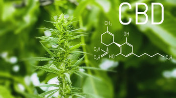 CBD for Concentration