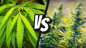 Hemp vs Marijauna