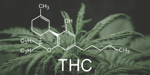 Seltzer on Demand: Exploring THC Seltzer Delivery Services for Effortless Elevation
