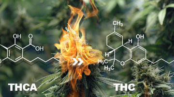 THCA vs THC