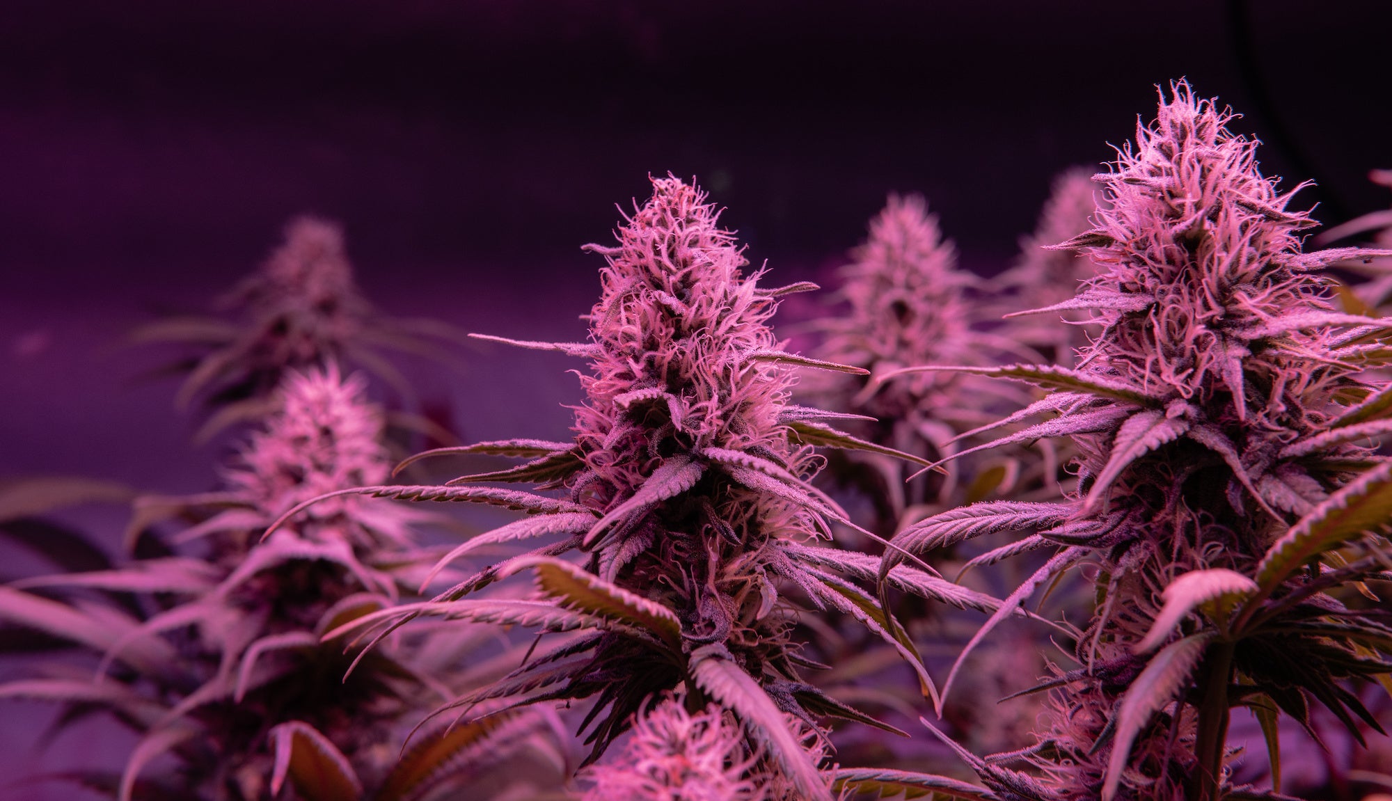 THCP Cannabis Plant