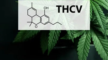 What Takes Place If Too Much THCV Is Taken?