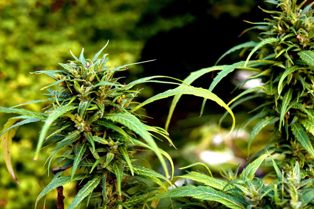 Which kind of CBD is best for me?